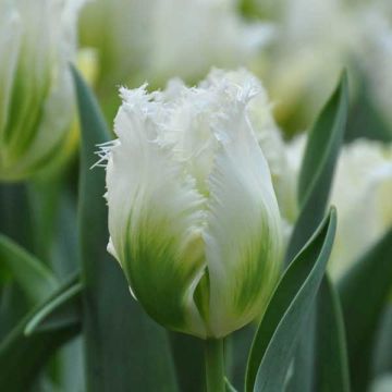 Tulipa crispa 'Snow Valley'