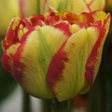 Tulipa Sundowner