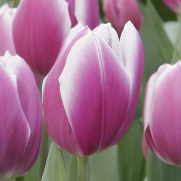 Tulipa Synaeda Blue - Triumph Tulip