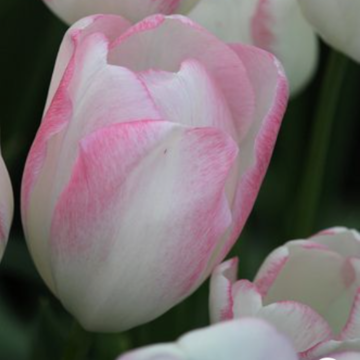 Tulipa Graceland - Triumph Tulip