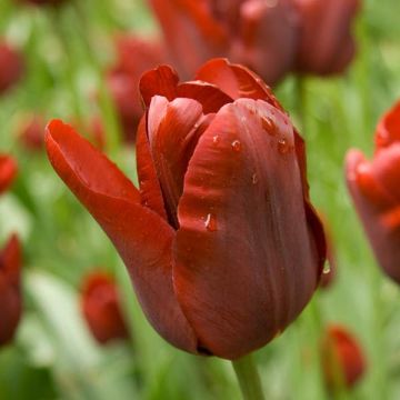 Tulipa Jan Reus - Triumph Tulip
