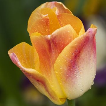 Tulipa 'Salmon Dynasty'