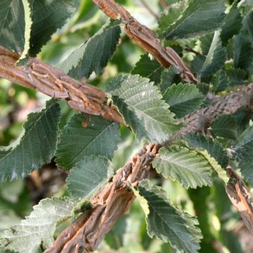 Ulmus minor suberosa 