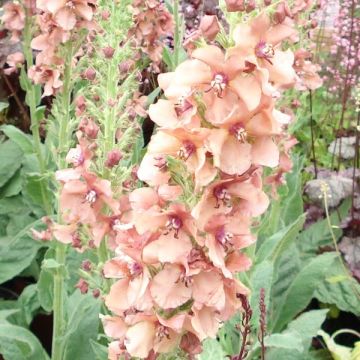 Verbascum Hybride Jackie