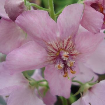 Verbascum Rosie - Mullein