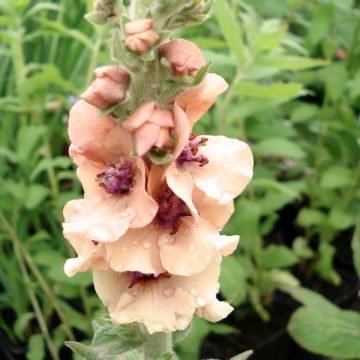 Verbascum Helen Johnson - Mullein