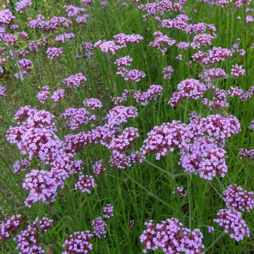 Verbena bonariensis - Purple Top