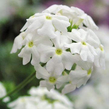 Verbena Star Dreams White