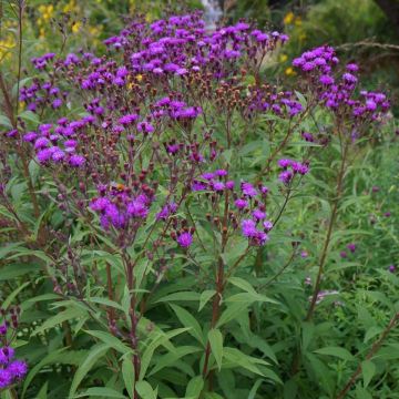 Vernonia arkansana - Ironweed