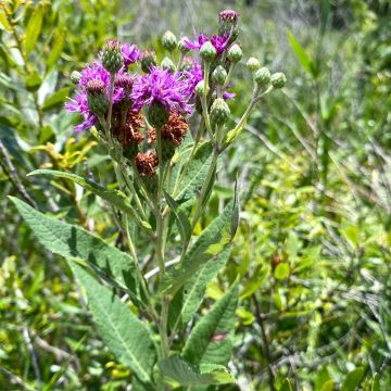 Vernonia gigantea - Ironweed