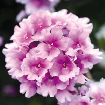 Verbena hybrida Endurascape Pink Bicolour