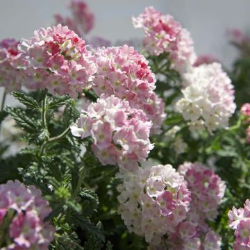 Verbena hybrida Estrella Pink Ballet