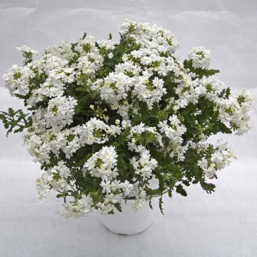 Verbena Virgo White