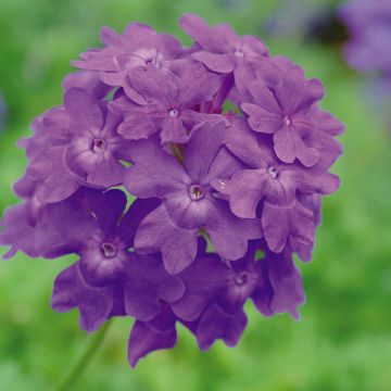 Verbena Star Dreams Midnight Blue