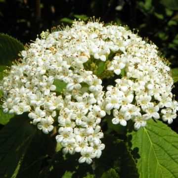 Viburnum lantana 