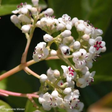 Viburnum Le Bois Marquis