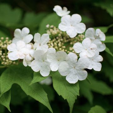 Guelder rose - Viburnum opulus