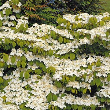 Viburnum plicatum Mariesii Great Star