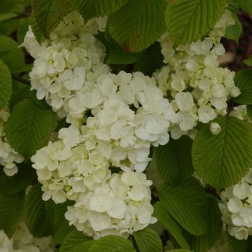 Viburnum plicatum Popcorn