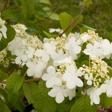 Viburnum plicatum  Summer Snow Flake