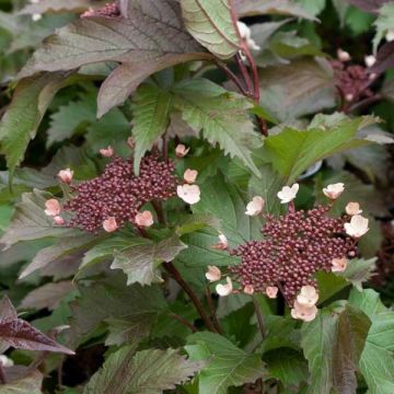 Viburnum sargentii Onondaga