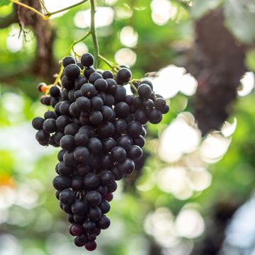 Vitis vinifera Autumn Royal' Table Grape - Seedless red variety