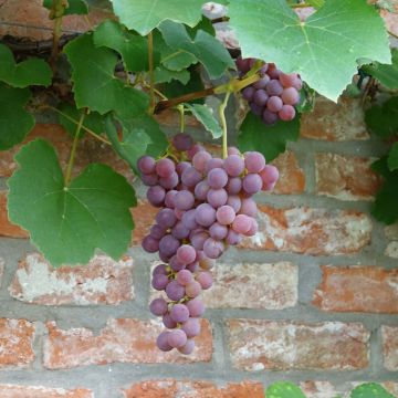 Vitis Fragola Nera - Strawberry vine