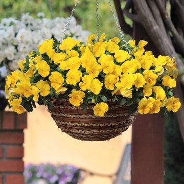 Trailing Pansy Cool Wave Golden Yellow plug plants