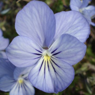 Viola Cornuta Icy but spicy