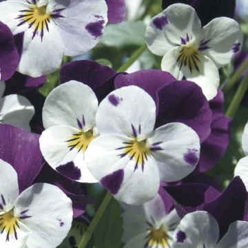 Viola cornuta White Jump Up - Horned pansy