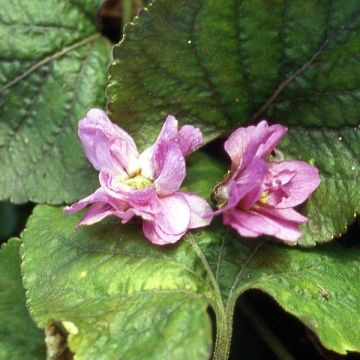 Viola odorata Bruneau