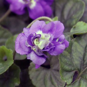Viola odorata Plena