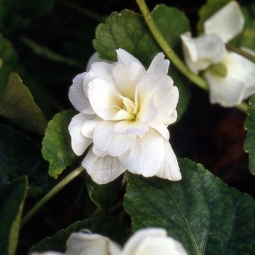 Viola odorata Reine Des Blanches