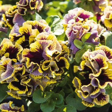 Viola x wittrockiana Ruffles Dark Heart - Pansy