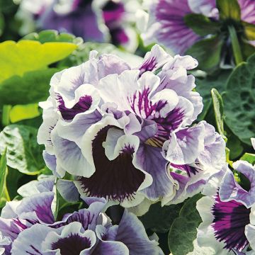 Viola x wittrockiana Ruffles Purple White Rim - Pansy