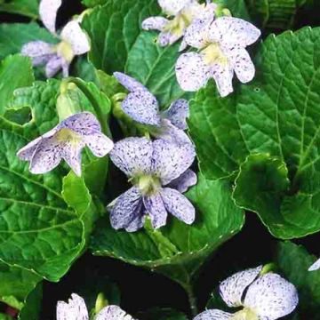 Viola sororia Freckles