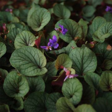 Viola walteri Silver Gem