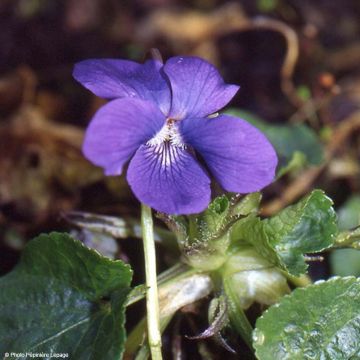 Viola x odorata Mrs Pinehurst