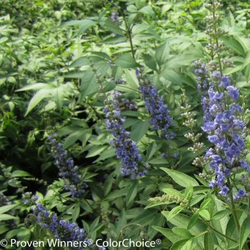 Vitex agnus-castus Blue Didley - Chaste Tree