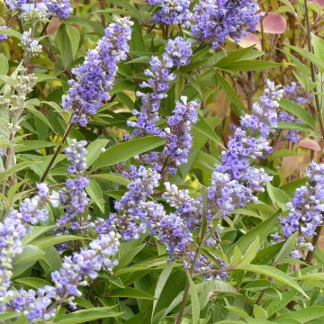 Vitex agnus-castus f. latifolia - Chaste Tree