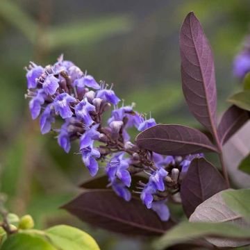 Vitex agnus-castus Flip Side - Chaste Tree