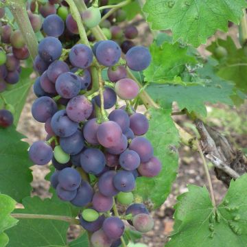 Vitis vinifera Muscat Bleu - Grape vine