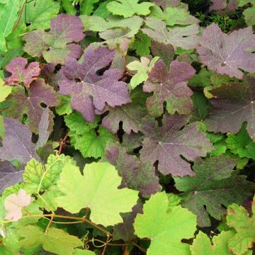 Vitis vinifera Purpurea - Grape Vine