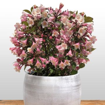 Weigela florida Vintage Love