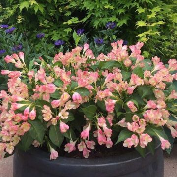 Weigela All Summer Peach