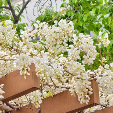 Wisteria brachybotrys White Silk