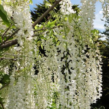 Wisteria floribunda Alba