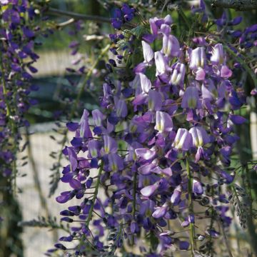 Wisteria floribunda Domino