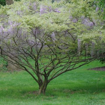 Wisteria x formosa 