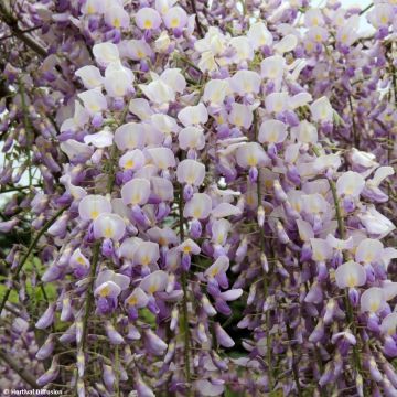 Wisteria GRANDE DIVA Maria